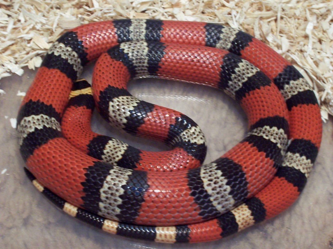 Tri-color  Hondo  double het for hypo and anery
