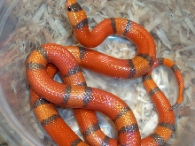 Hypo het extreme honduran