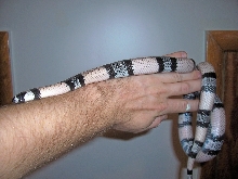 Anery het hypo Honduran