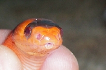 Hypo Honduran