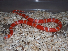 Female Albino Tang. Honduran