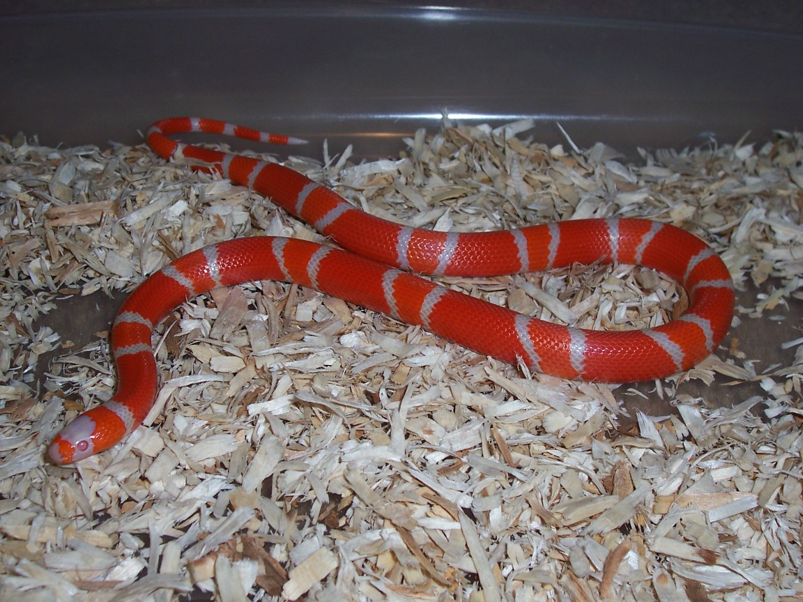 Female Albino Tang. Honduran