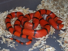 Female Hypo Honduran    ( from R.W.)