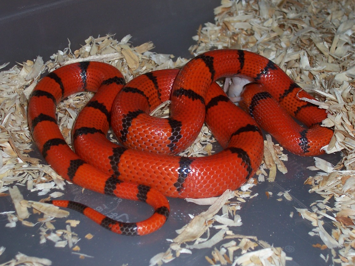 Female Hypo Honduran    ( from R.W.)