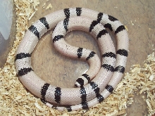 Male Ghost Honduran