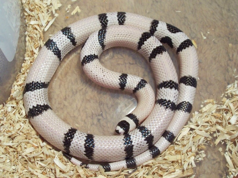 Male Ghost Honduran