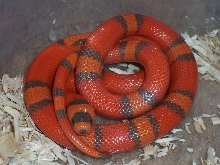 Female Hypo Honduran  het extreme(from D. S.)