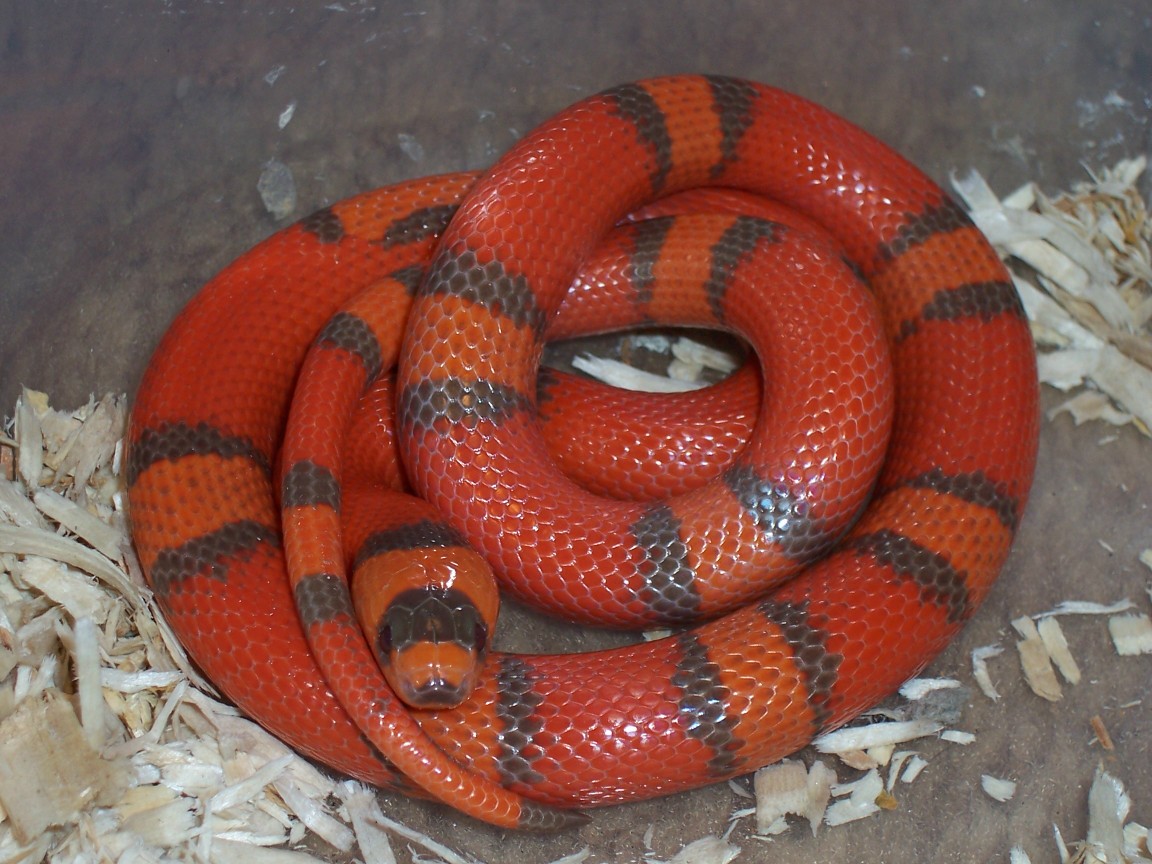 Female Hypo Honduran  het extreme(from D. S.)