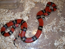 Female Tri-color Honduran Het Ghost