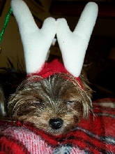 Feeder Yorkies!!!     J/K Happy New Year