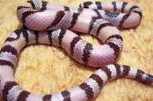 Female Ghost Honduran  (high band count)
