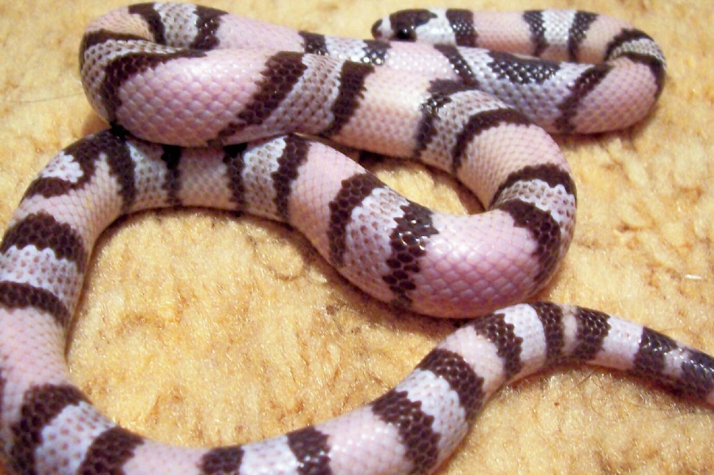 Female Ghost Honduran  (high band count)
