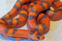 Male Hypo (VP) Honduran with patternless belly