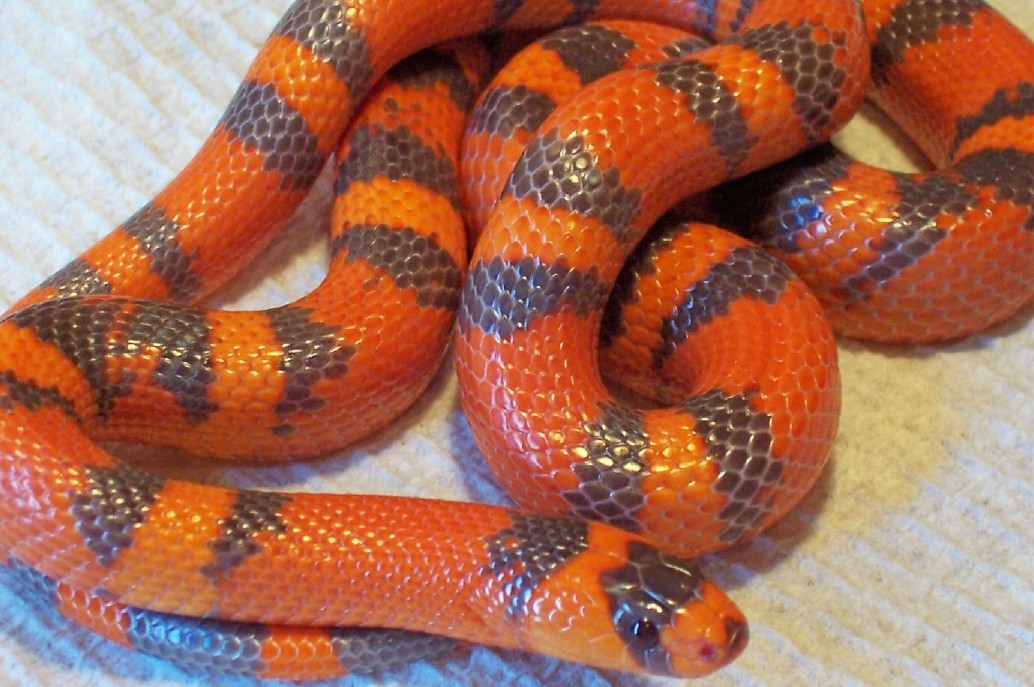 Male Hypo (VP) Honduran with patternless belly