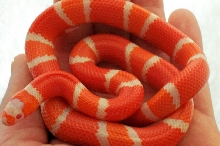 Female Albino Tangerine Honduran