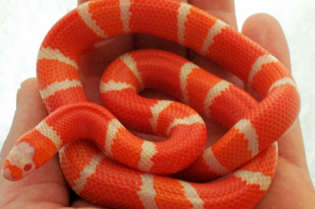 Female Albino Tangerine Honduran