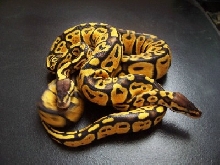 1.1 Pastel Ball Pythons