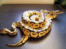 Pastel Ball Python pr.