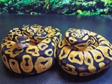 Ball Pythons