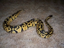Male  Pastel Ball Python