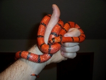 Hypo Hondo