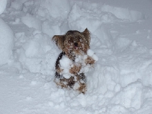 Yeti