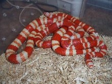 1.1 Tangerine Albino