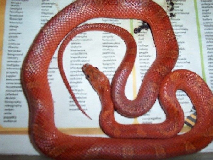 Bloodred