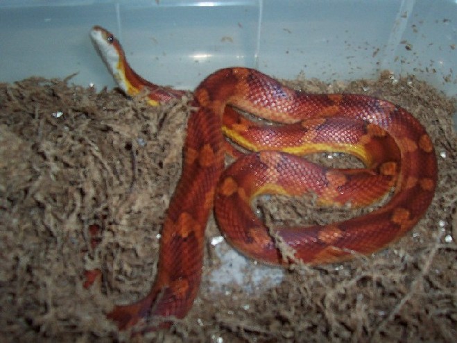 Banded 2