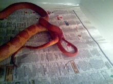 Bloodred mating 1