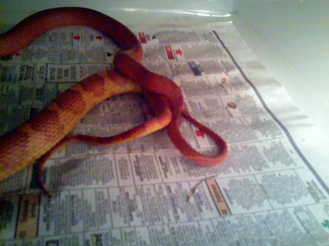 Bloodred mating 1