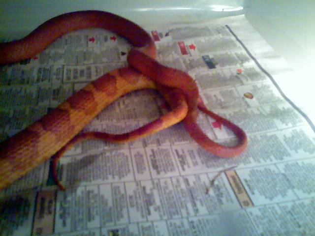 Bloodred mating 2