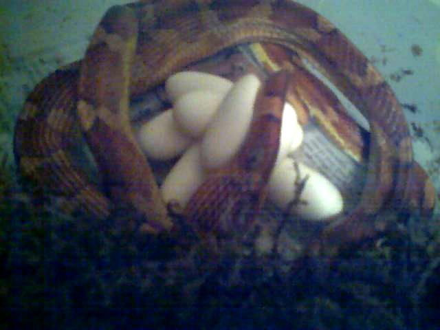 Banded eggs 07