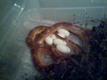 Banded eggs 2-07