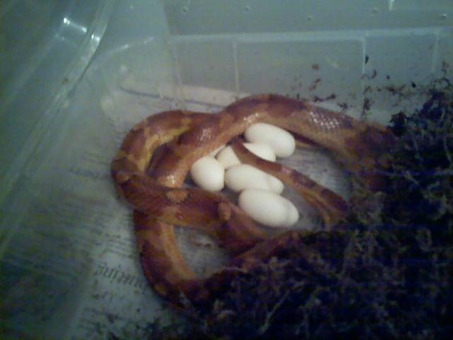 Banded eggs 2-07
