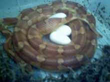 Banded w/ eggs