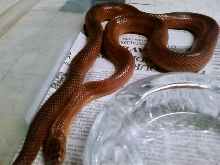 bloodred 1