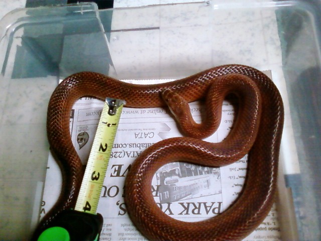 blodred 2