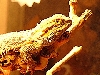 Captain Jack basking