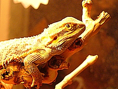 Captain Jack basking