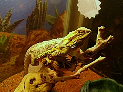 Captain Jack on branch