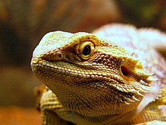 Closeup of Captain Jack