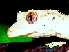 Closeup of Neo