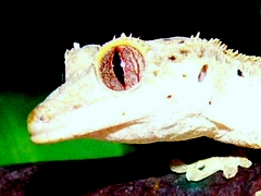Closeup of Neo