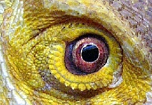 Captain Jack closeup of eye