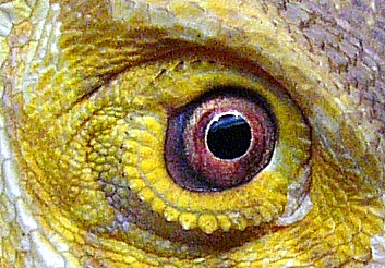Captain Jack closeup of eye