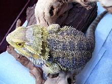 Jack basking