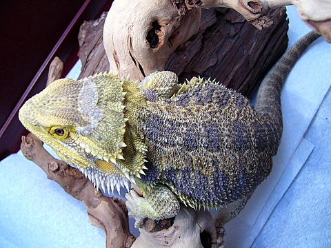 Jack basking