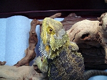 Captain Jack relaxing