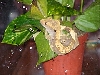 Morpheus on plant